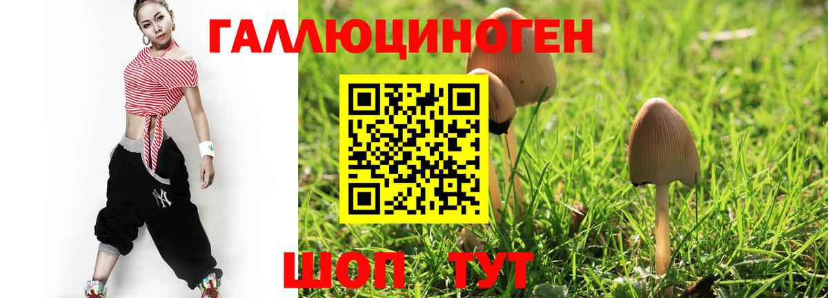 Псилоцибиновые грибы Psilocybe Тимашёвск